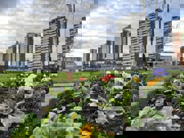 College Bank Skyline With Flowers